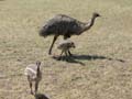 Emu and chicks